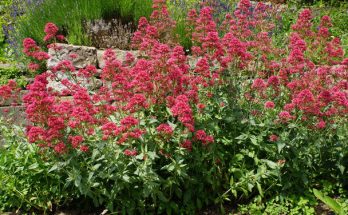 A Sarkantyúvirág (Centranthus ruber) ültetése, gondozása, szaporítása