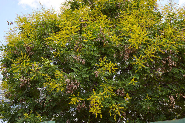 A bugás csörgőfa (Koelreuteria paniculata) ültetése, gondozása, szaporítása