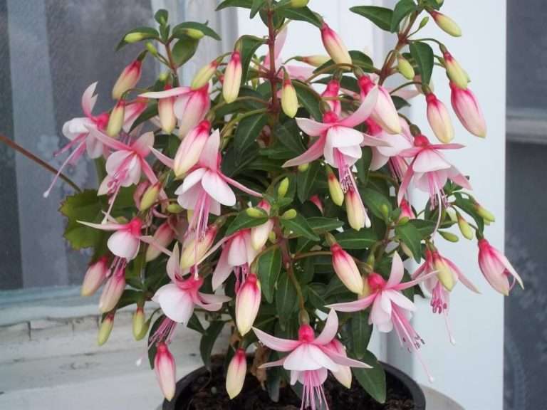 A Fukszia (Fuchsia) ültetése, gondozása, szaporítása