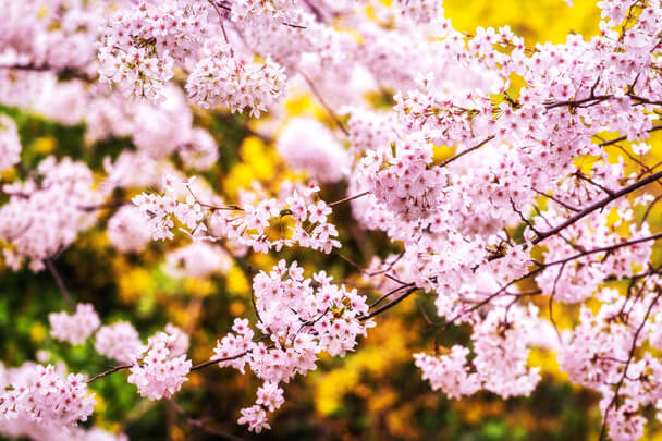 A japáncseresznye (Prunus serrula) ültetése, gondozása, szaporítása
