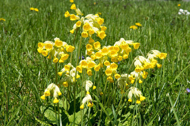 A kankalin (Primula) ültetése, gondozása, szaporítása