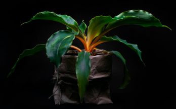 A Narancsvulkán (Chlorophytum orchidastrum) ültetése, gondozása, szaporítása