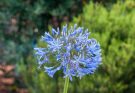 Afrikai szerelemvirág (Agapanthus africanus) ültetése, gondozása, szaporítása