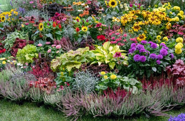 Könnyen gondozható kerti virágok: Színek és szépség