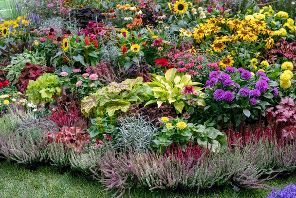 Könnyen gondozható kerti virágok: Színek és szépség 