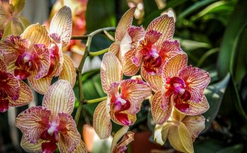 Orchideák: A szépség és a ritkaság titka