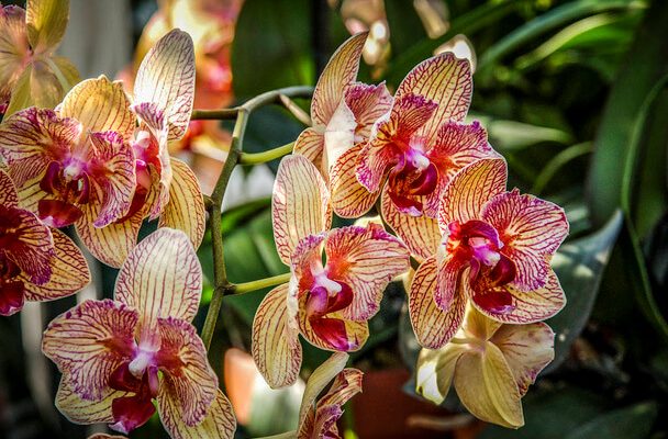 Orchideák: A szépség és a ritkaság titka
