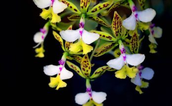 Orchideák: A szépség és a ritkaság titka