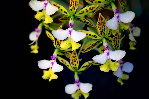 Orchideák: A szépség és a ritkaság titka