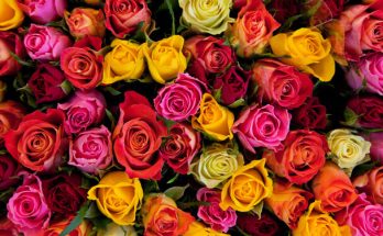 A rózsa színének jelentése és üzenete a különböző kultúrákban