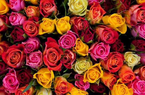 A rózsa színének jelentése és üzenete a különböző kultúrákban