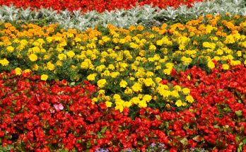 Egyedi színű és formájú virágok a kertedben