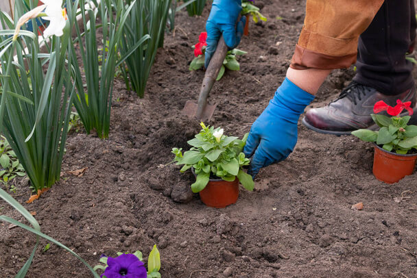 Hatékony talaj-előkészítés a virágültetés előtt