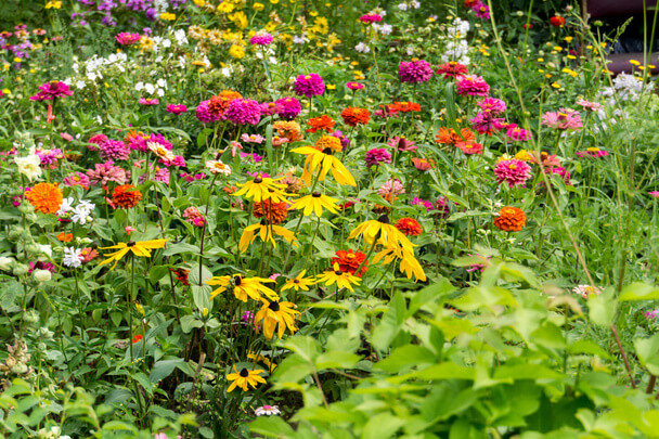 Virágok kezdő kertészeknek: Színes kezdetek a kertben