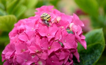 A virágos kert kártevői: Azonosítás és hatékony kezelési módok