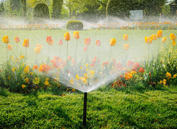 Virágok öntözése: A megfelelő gyakorlatok és vízszükséglet
