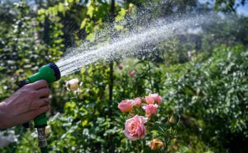Virágok öntözése: A megfelelő gyakorlatok és vízszükséglet