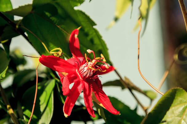A golgotavirág (Passiflora) ültetése, gondozása, szaporítása