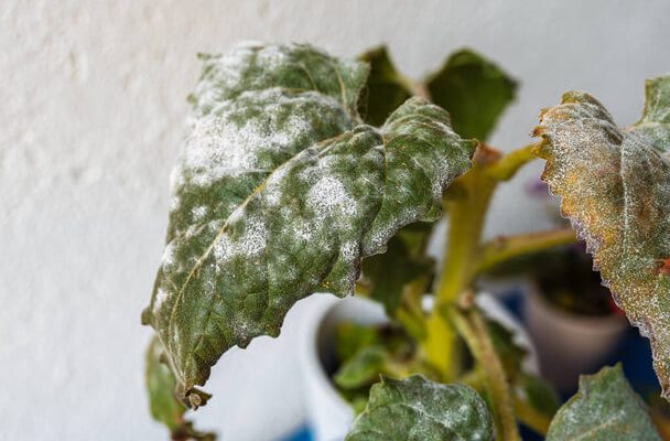 A leggyakoribb téli károk a kerti virágoknál és megelőzésük
