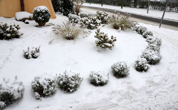A leggyakoribb téli károk a kerti virágoknál és megelőzésük