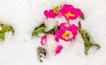 Téli virágágyás gondozása és karbantartása