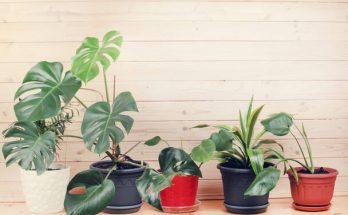 Téli útmutató szobanövényekhez