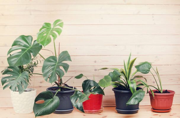 Téli útmutató szobanövényekhez