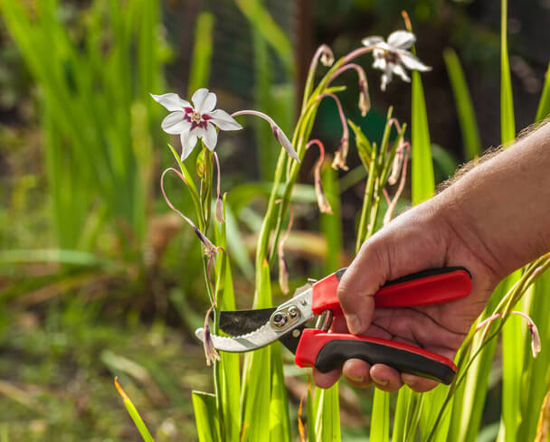 Abesszín Kardvirág (Gladiolus murielae) ültetése, gondozása, szaporítása