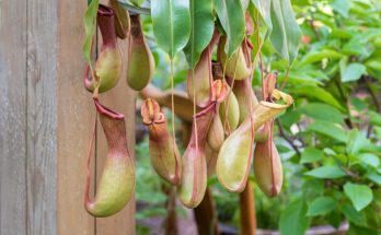 A kancsóka vagy kancsóvirág (Nepenthes) ültetése, gondozása, szaporítása