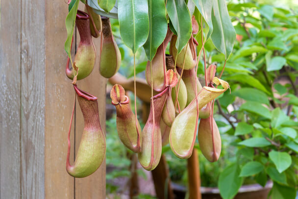 A kancsóka vagy kancsóvirág (Nepenthes) ültetése, gondozása, szaporítása