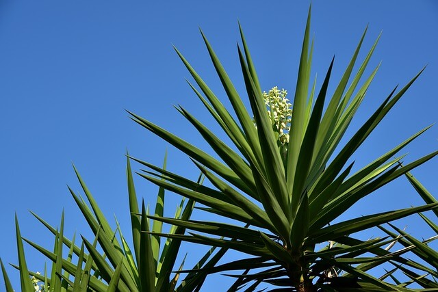 A pompás pálmaliliom (Yucca gloriosa var. gloriosa) ültetése, gondozása, szaporítása