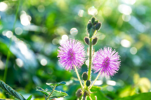 Szemérmes Mimóza (Mimosa pudica) ültetése, gondozása, szaporítása