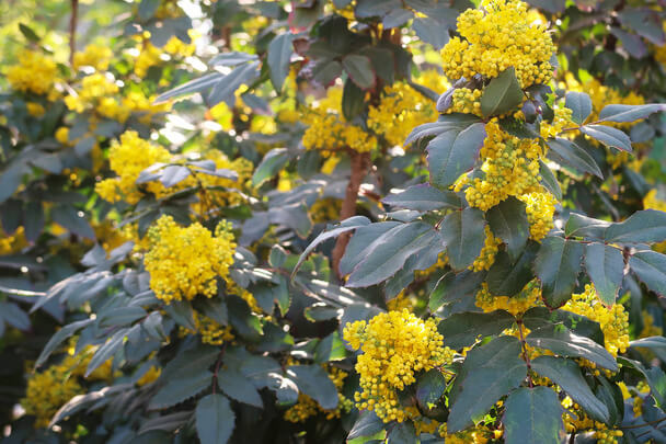 Közönséges Mahónia (Mahonia aquifolium) ültetése, gondozása, szaporítása
