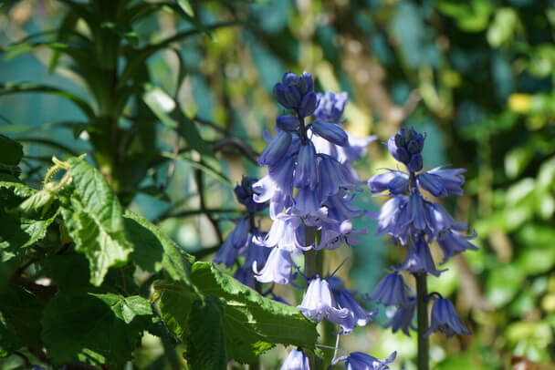 Spanyol kékcsengő (Hyacinthoides hispanica) ültetése, gondozása, szaporítása