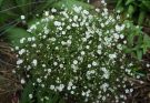 Buglyos fátyolvirág (Gypsophila paniculata) ültetése, gondozása, szaporítása