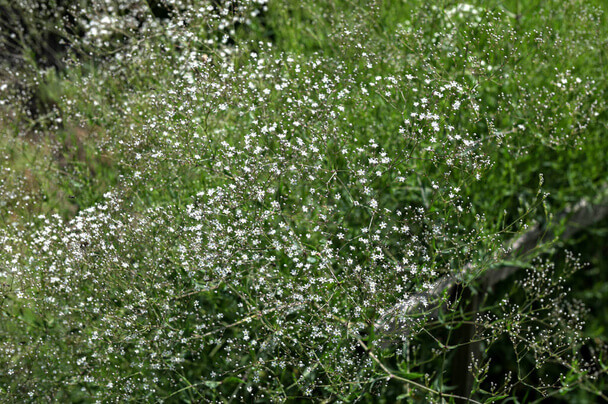 Buglyos fátyolvirág (Gypsophila paniculata) ültetése, gondozása, szaporítása