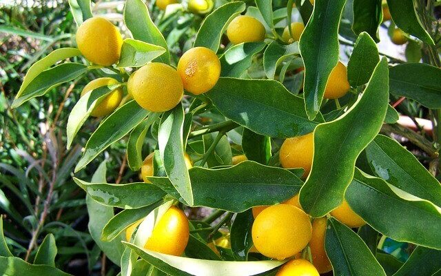Citromfa (Citrus limon): Ültetése, gondozása, szaporítása