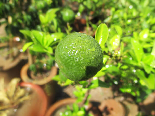 Citromfa (Citrus limon): Ültetése, gondozása, szaporítása
