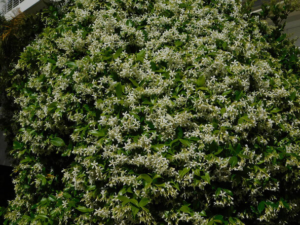 Csillagjázmin (Trachelospermum jasminoides) ültetése, gondozása, szaporítása