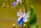 Kékpillangóvirág (Rotheca myricoides) ültetése, gondozása, szaporítása