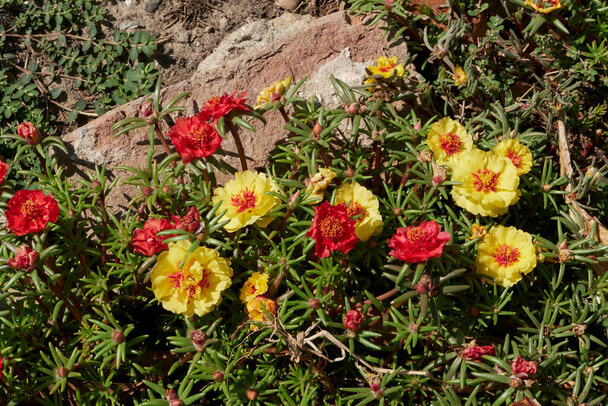 Nagyvirágú Porcsinrózsa (Portulaca grandiflora) ültetése, gondozása, szaporítása