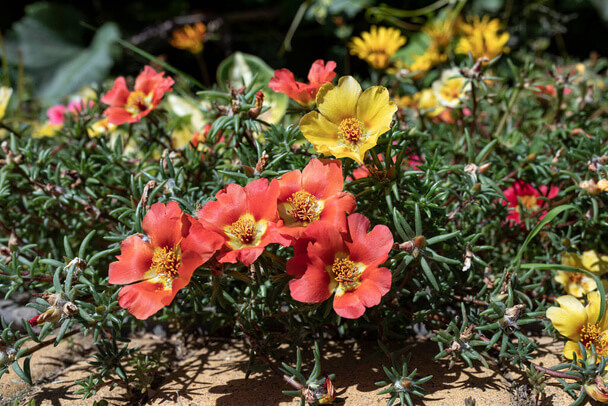 Nagyvirágú Porcsinrózsa (Portulaca grandiflora) ültetése, gondozása, szaporítása