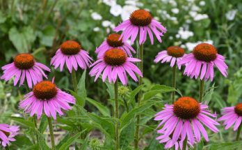 Bíbor Kasvirág (Echinacea purpurea) ültetése, gondozása, szaporítása