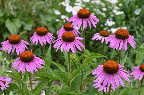Bíbor Kasvirág (Echinacea purpurea) ültetése, gondozása, szaporítása