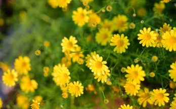 Borzas disszódia (Thymophylla tenuiloba) ültetése, gondozása, szaporítása