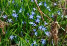 Bókoló csillagvirág (Scilla siberica) ültetése, gondozása, szaporítása