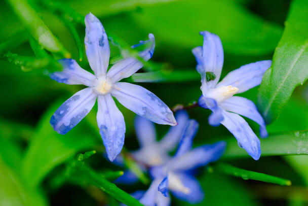 Bókoló csillagvirág (Scilla siberica) ültetése, gondozása, szaporítása