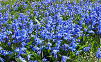 Bókoló csillagvirág (Scilla siberica) ültetése, gondozása, szaporítása