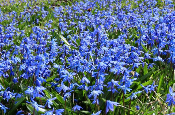 Bókoló csillagvirág (Scilla siberica) ültetése, gondozása, szaporítása
