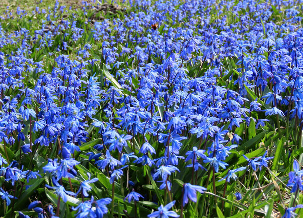 Bókoló csillagvirág (Scilla siberica) ültetése, gondozása, szaporítása